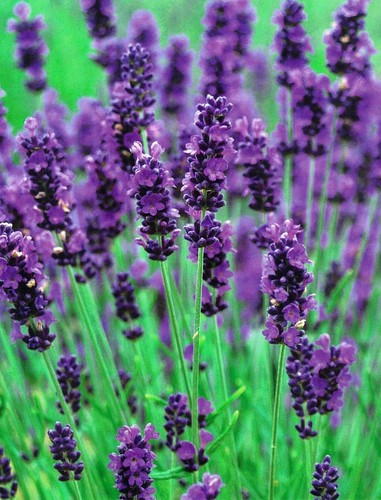 Lavender perennial plants - lavender,