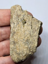 Ankylosaurus Dinosaur Fossil (Skull?). Lance Formation Ref2549