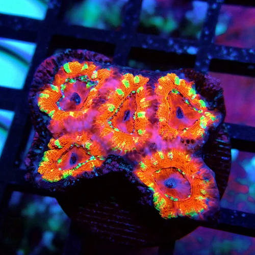 Wysiwyg acan lord coral - acan,