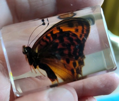 Real butterfly bug insect - real,