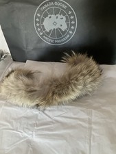 Canada Goose  Coyote