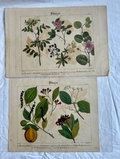2 Antique Botanical Prints -