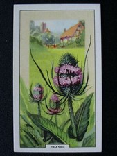 No.17 TEASEL Wild Flowers by
