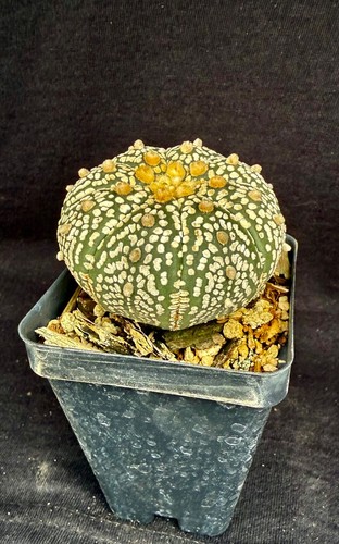 Astrophytum asterias super - asterias,