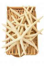 Natural Dried Starfish Decor