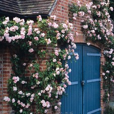 Albertine Rose-Garden