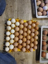 12 Silver Laced Wyandotte