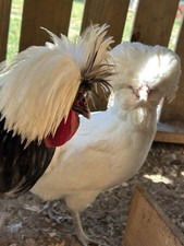 6 Polish Chicken White Crested
