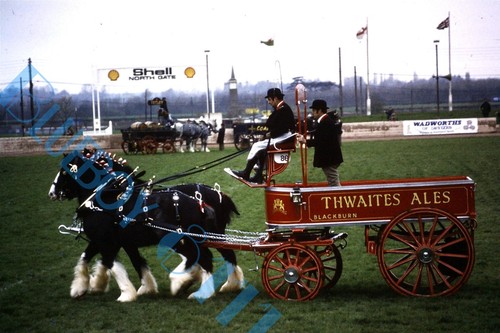 Thwaites brewery horse drawn - thwaites,
