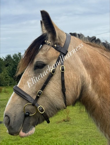 Hand bridle shetland - in-hand,