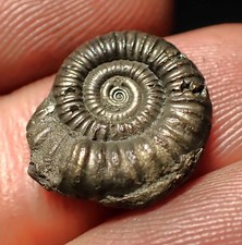 Crucilobiceras pyrite ammonite