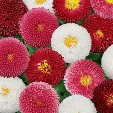 ×12 Bellis Bellissima Mixed Hardy Perennial Bedding Filler MINI Plug Plants