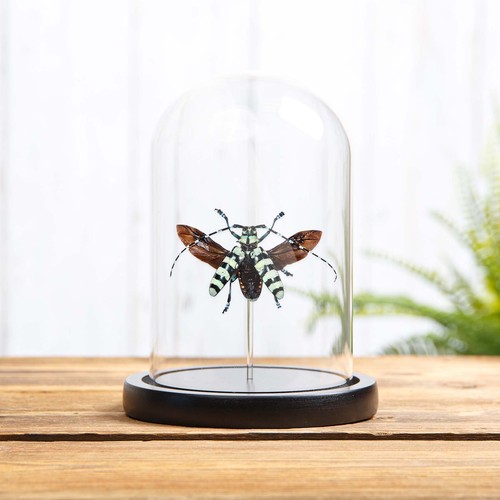 Taxidermy mint long - taxidermy,