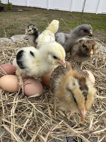 Breeds chicken fertile - 16+,