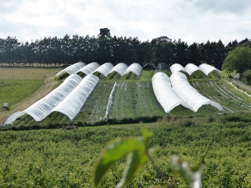 Photo 6x4 covered crops near - 6x4,
