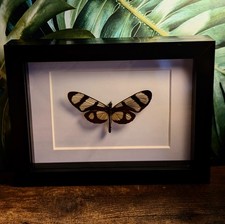 Real Insect Butterfly Frame