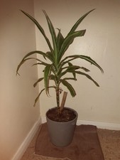 Yucca plant 80cm high - yucca,