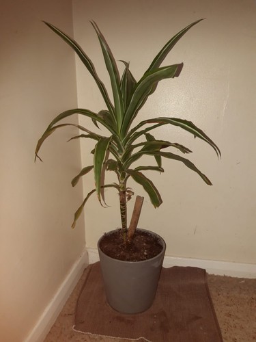 Yucca plant 80cm high 40cm - high,