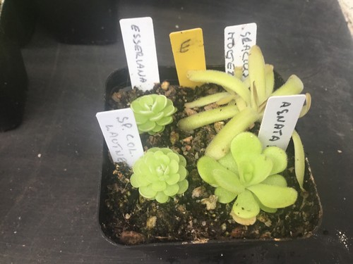 Pinguicula collection - collection, e