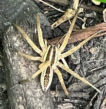 Live Wolf Spider – Terrarium
