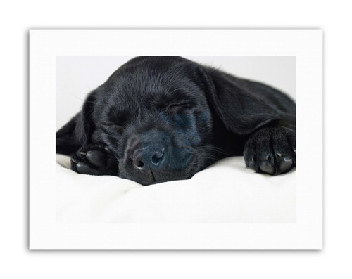 Labrador retriver black puppy - retriver,