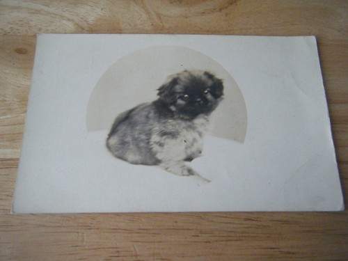 Vintage photo postcard puppy - postcard,,