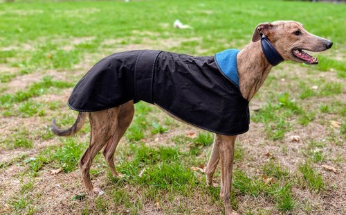 Greyhound lurcher - greyhound, or