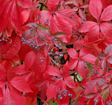 PARTHENOCISSUS QUINQUEFOLIA