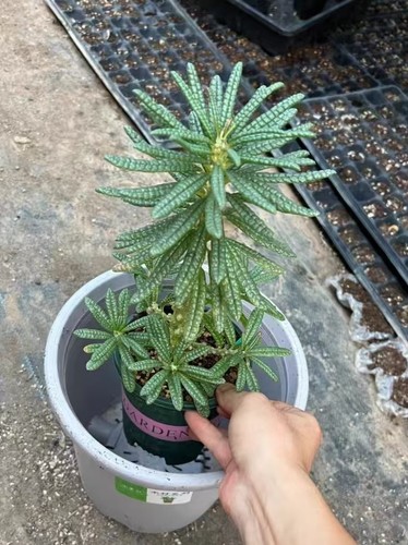Rare dorstenia gigas bullata - gigas,