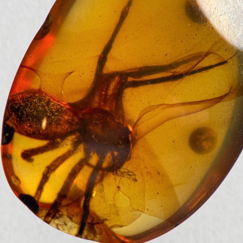 Detailed spider burmese - detailed,