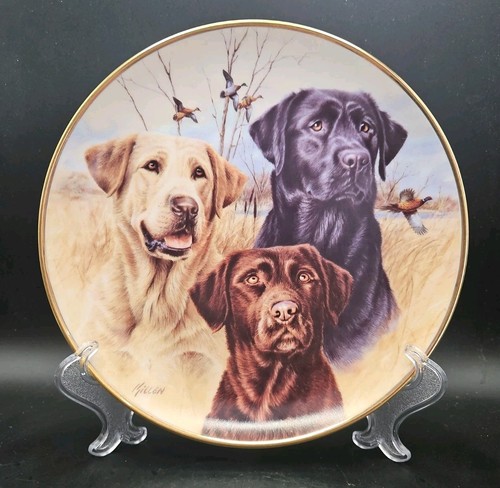Labrador dogs collectors - labrador,