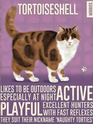 Tortoiseshell cat personality