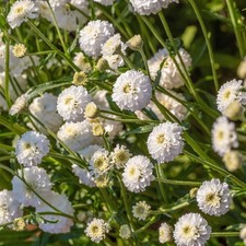 Achillea peter cottontail real - achillea,
