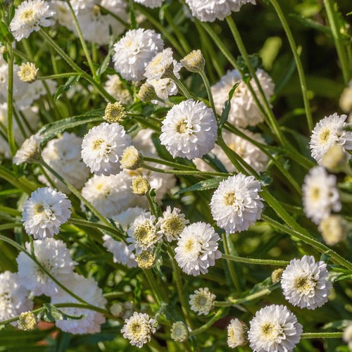 Achillea peter cottontail real - achillea,