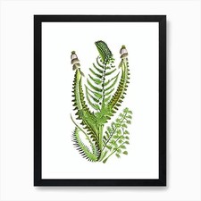 Mountain Spleenwort Vintage