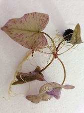 Live Green Nymphaea Lotus Lily Bulb - Live Aquatic Fish Tank Tiger Aquarium