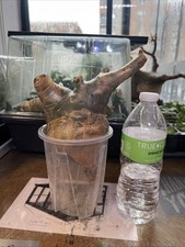 Cyphostemma Betiforme 4