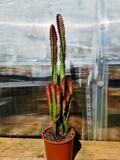 Euphorbia Trigona Rubra | Red