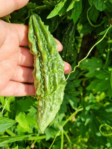 Fresh bitter gourd - 12,