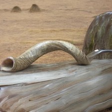 Kudu Yemenite Sofar Horn