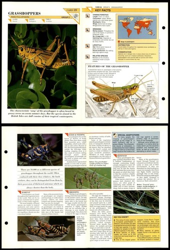 Grasshoppers insects - #29,
