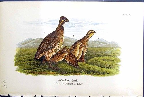 Antique old print bob - antique,