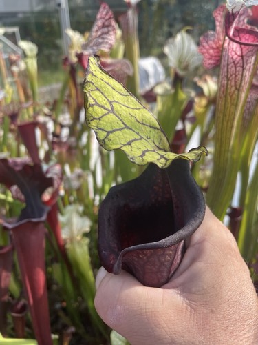 Sarracenia seed packs - sarracenia, 5