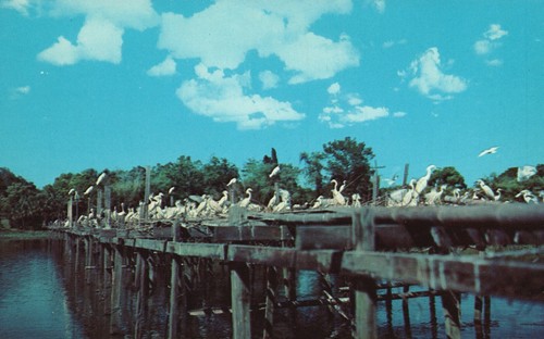 Nesting platforms bird city - nesting, in