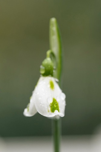 Galanthus trimmer snowdrop - trimmer,