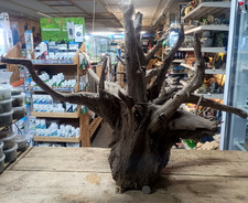 Large Corbo Root Aquarium