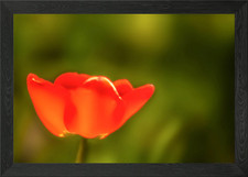 Tulip Framed Wall Art Poster