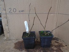 Morus nigra 'Wellington'