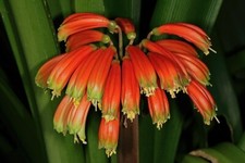 Clivia Gardenll. Tender Shade
