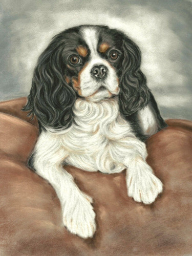 Cavalier king charles spaniel - cavalier,